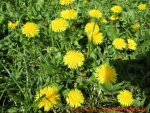 Eine naturnahe Blumenwiese anlegen - Butterblumen